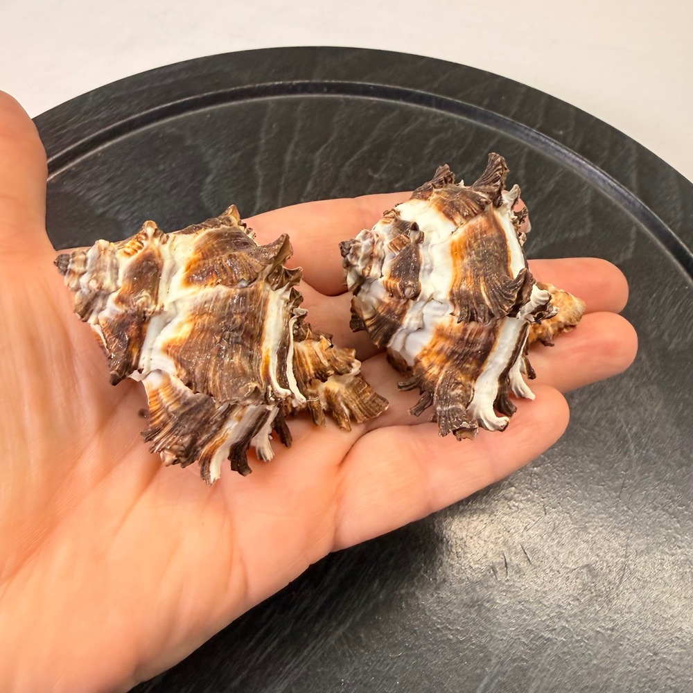 Natural Murex Sea Shells Pair Brown White Spiny Nautical Home Decor 2.5 Inch
